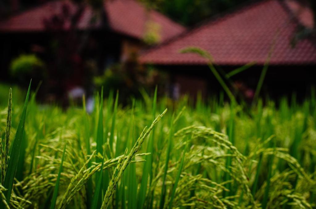 Puji Hostel And Bungalow Ubud Kültér fotó